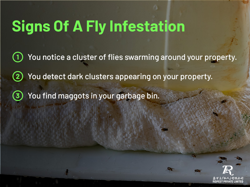 Signs of a fly infestation Pest Control In Singapore